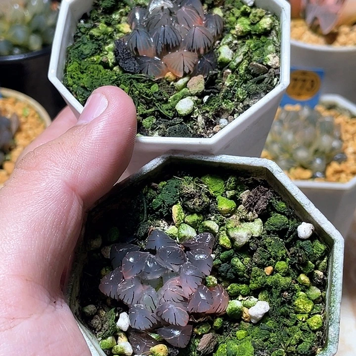 558随机福利两个一起发