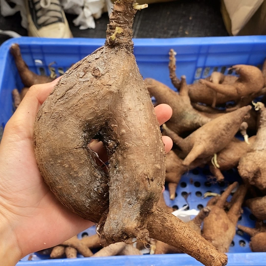 奇异油柑一物一拍