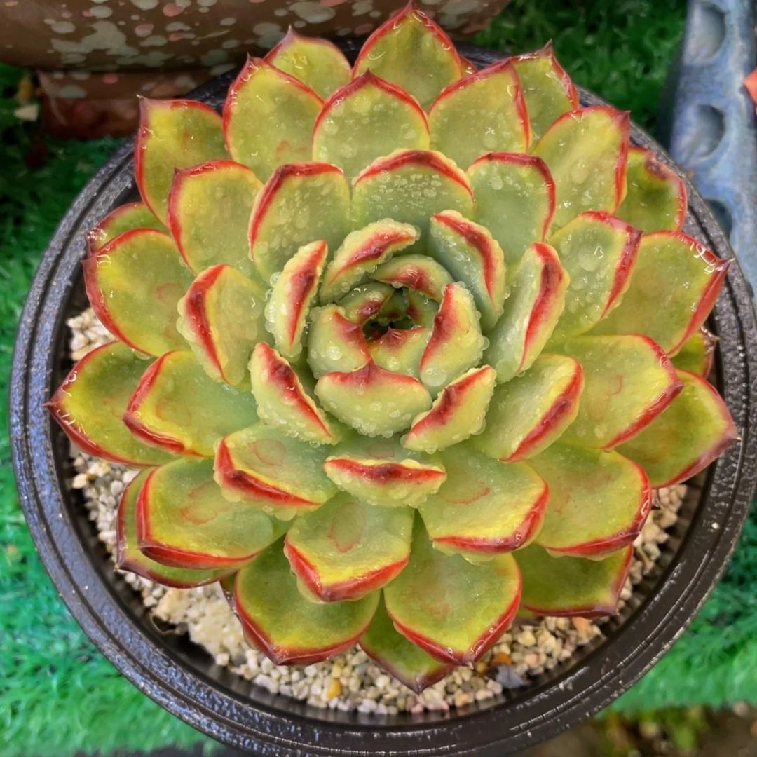 多肉植物盆栽多肉29