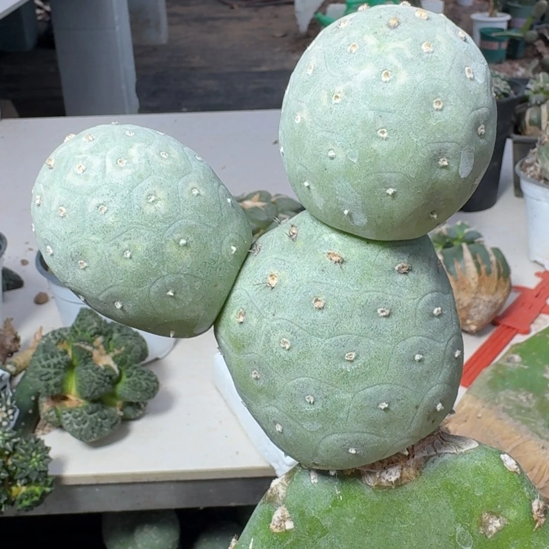 【闪购商品】无花朵福利圆球龙鳞936