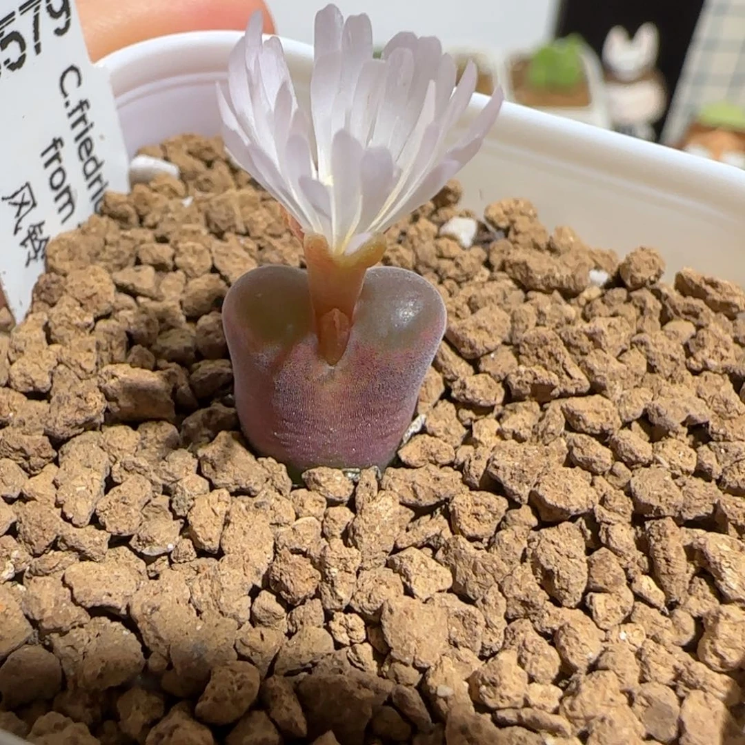 用***5肉锥多肉植物组合-68