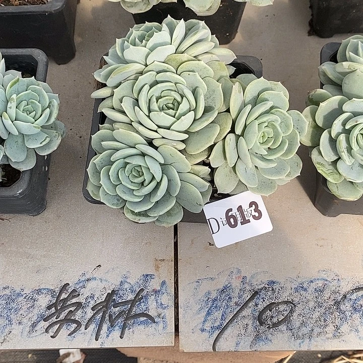 叮***i613劳林多肉植物多肉