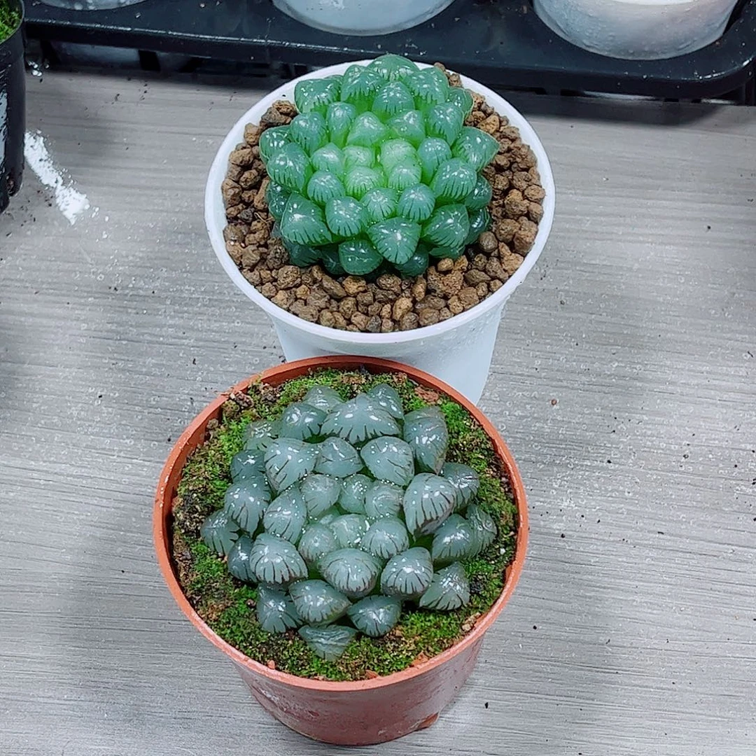紫姬玉露一勿一拍