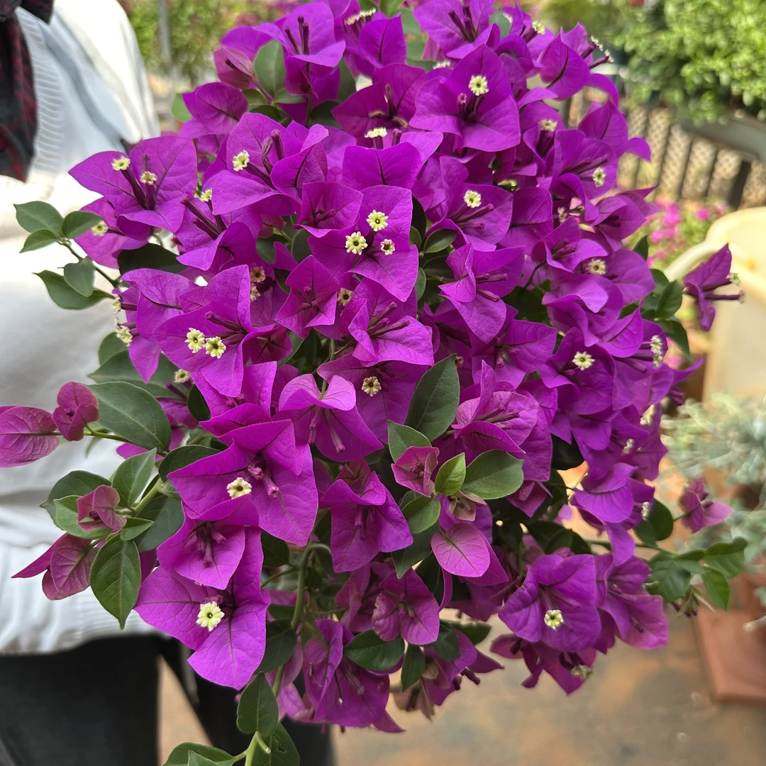 【四号店】云南紫三角梅安格斯运输当中有可能会掉花落叶5-31