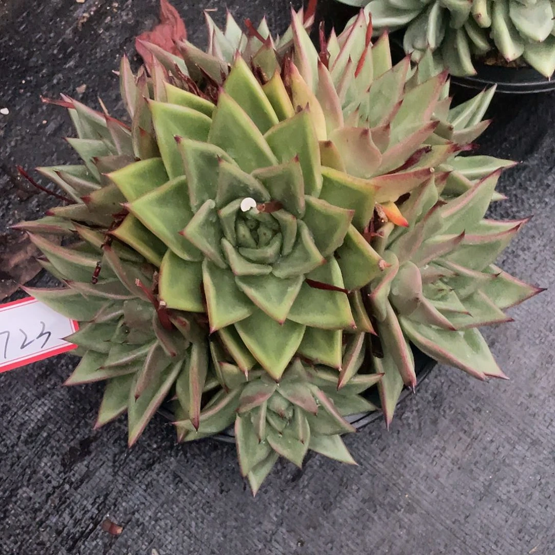 若如东云多肉单拍723