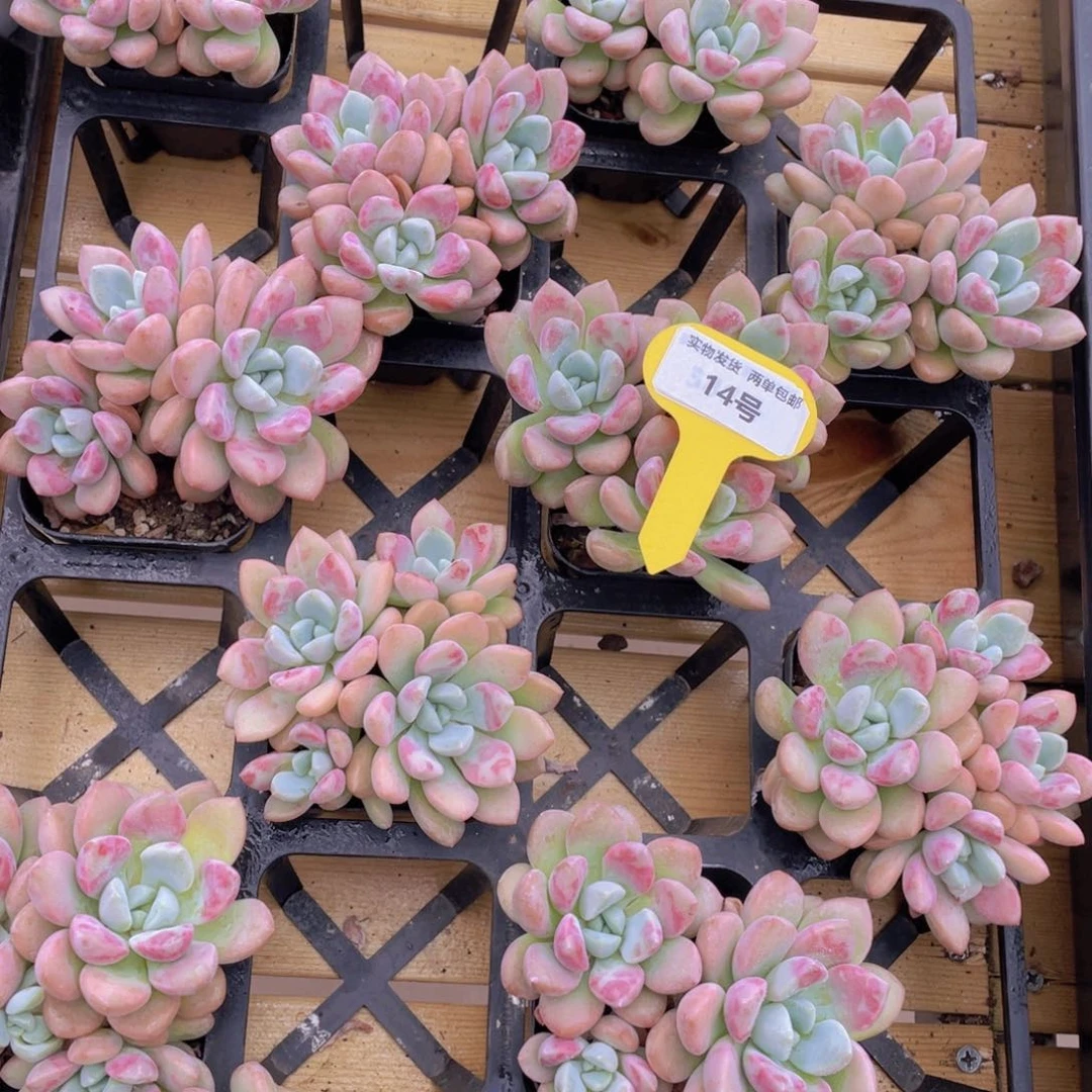 14号 开播福利白鹭花斑鹭老桩群生一个