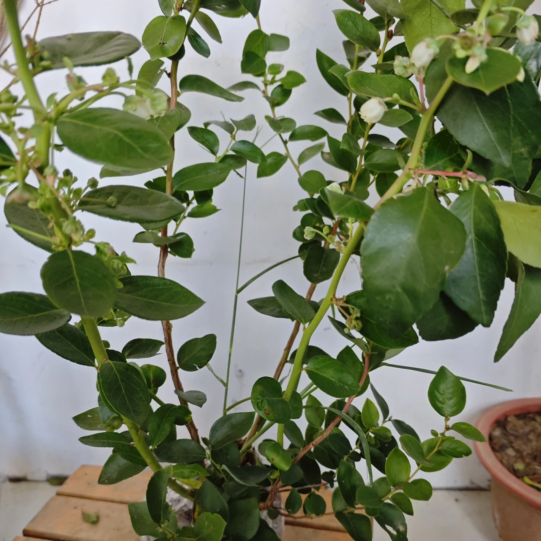 蓝莓盆栽带花带果南北方多季果庭院阳台易养活品种蓝莓树