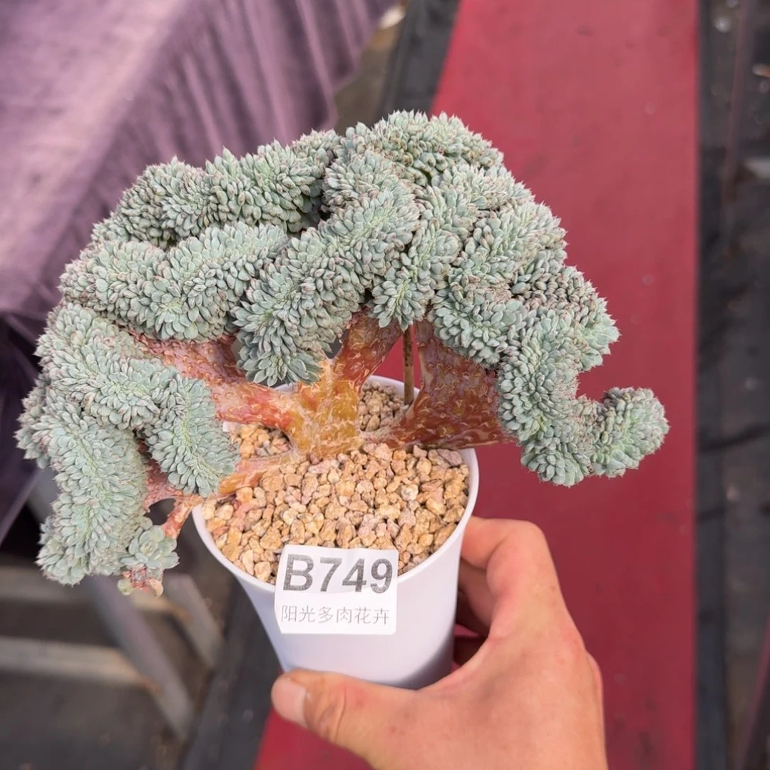 18厘米的尺寸一物一拍749