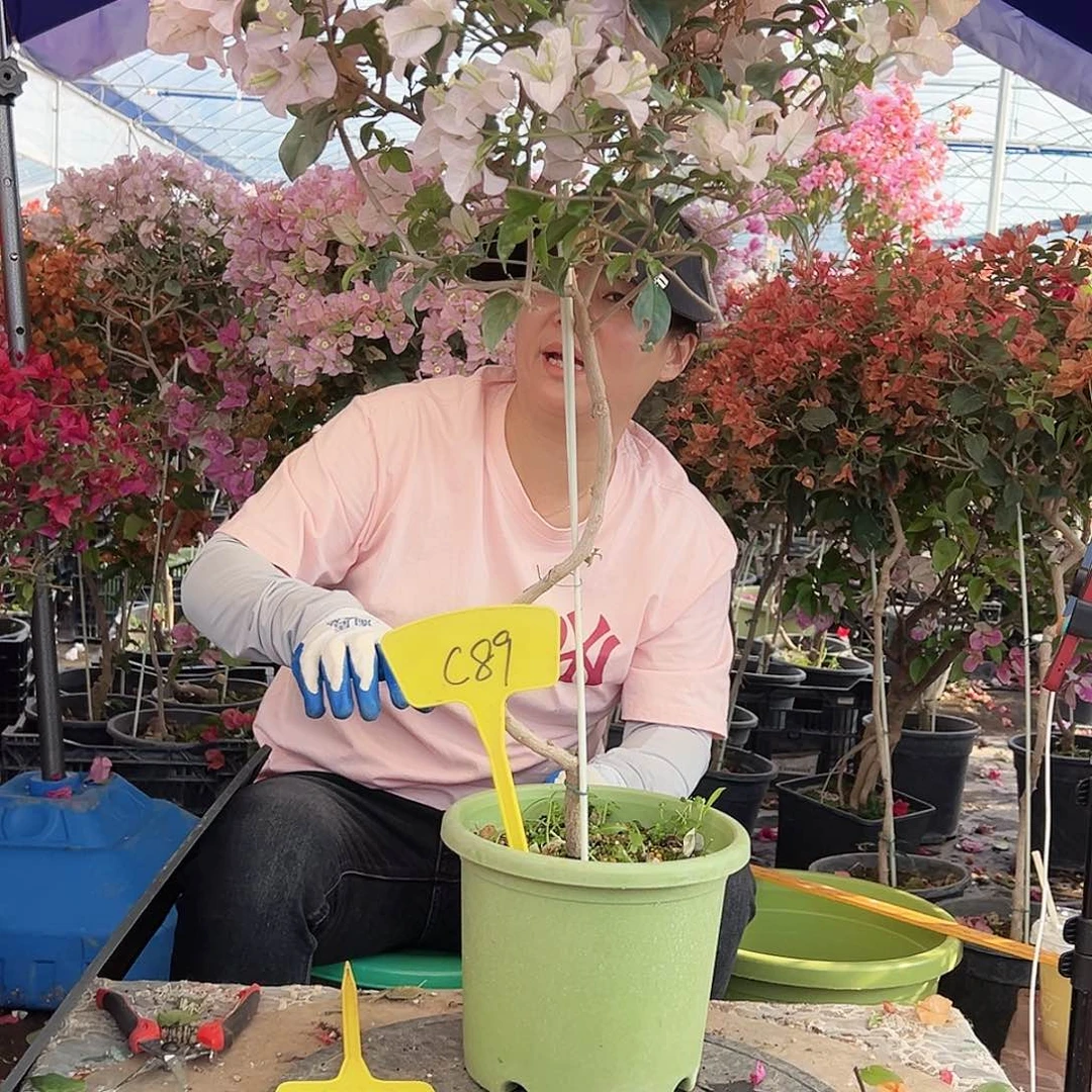 凤***姐大部分花苞少量开放C89丽娜