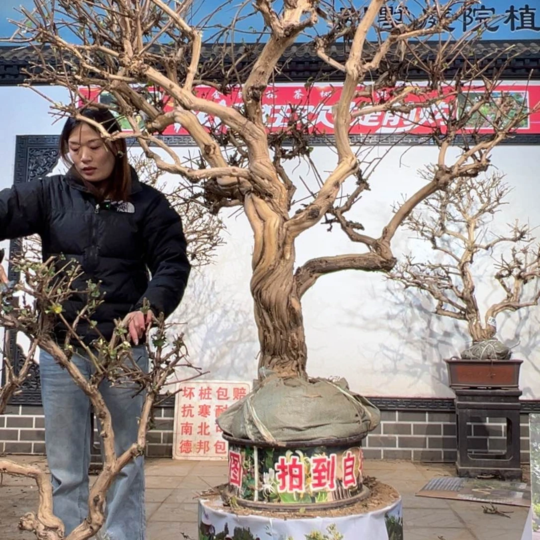 无花朵金银花558888888888