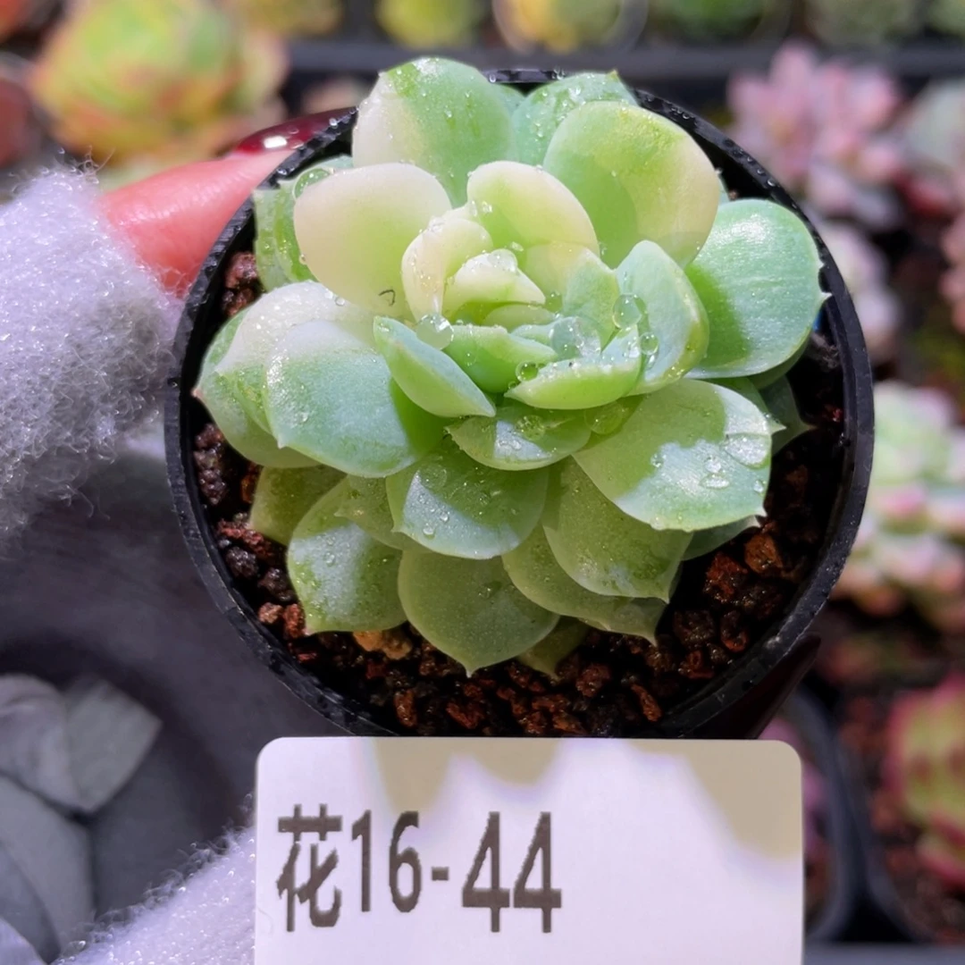 花利美16-44新品锦
