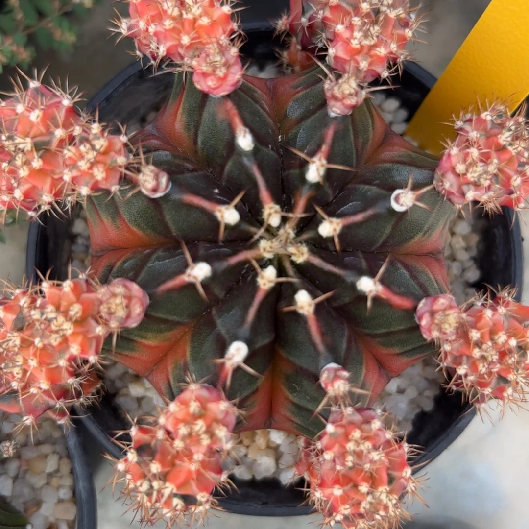 L521-1217泰国发货 哈密尔顿