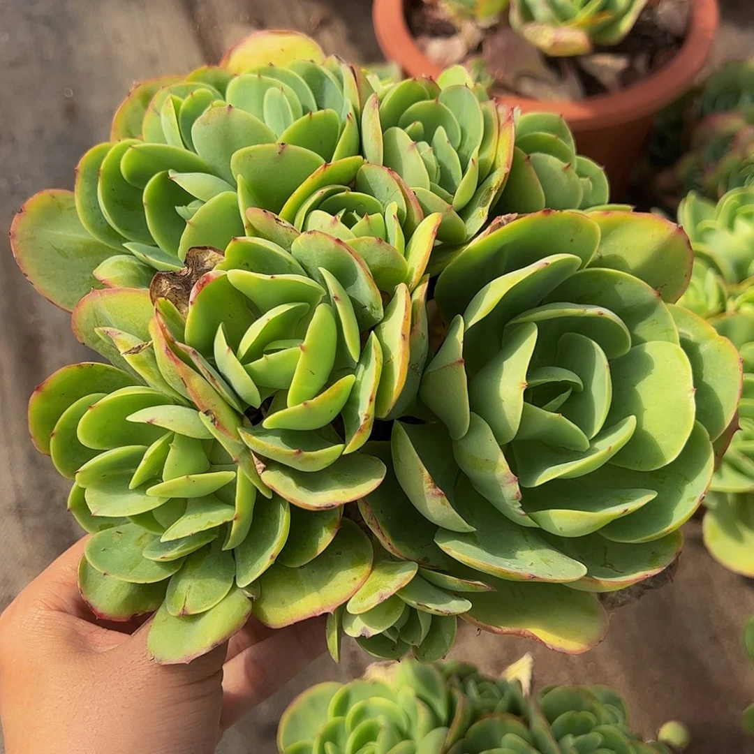 鸡蛋碧桃多头群生老桩特价