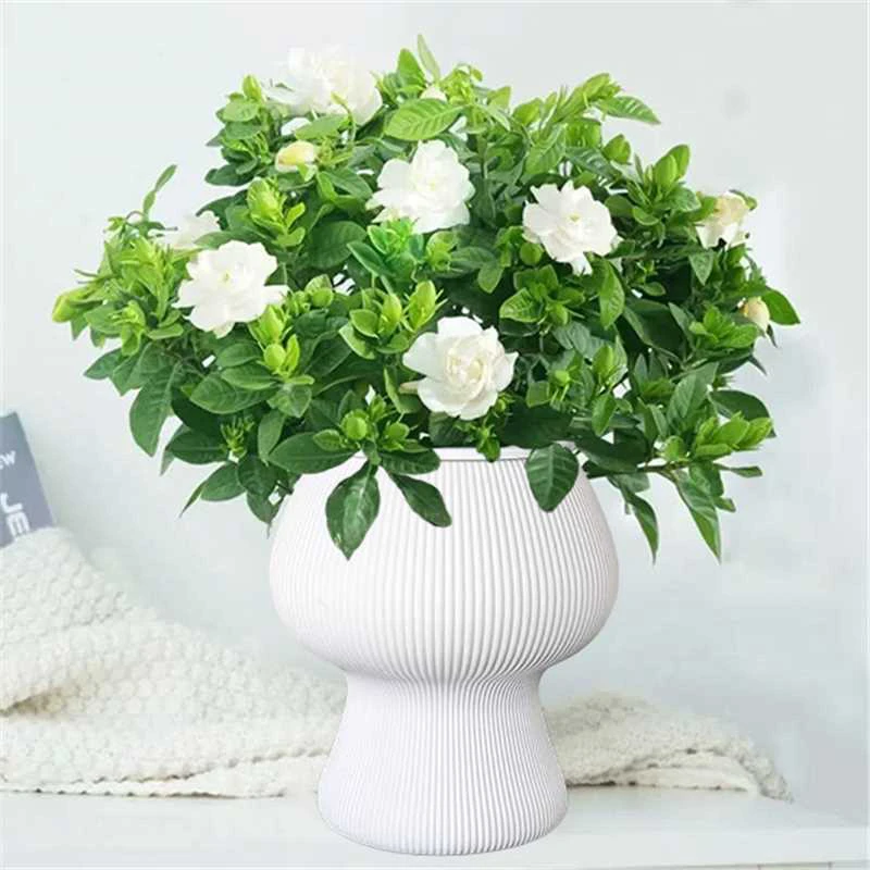 浓香型带花苞栀子花盆栽室内植物四季好养净化空气花卉