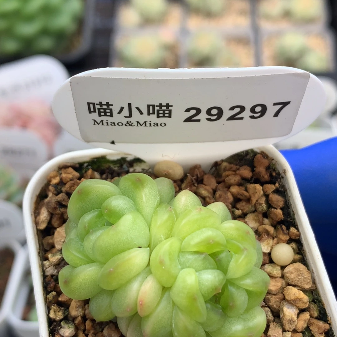 多肉植物杂交珍妮