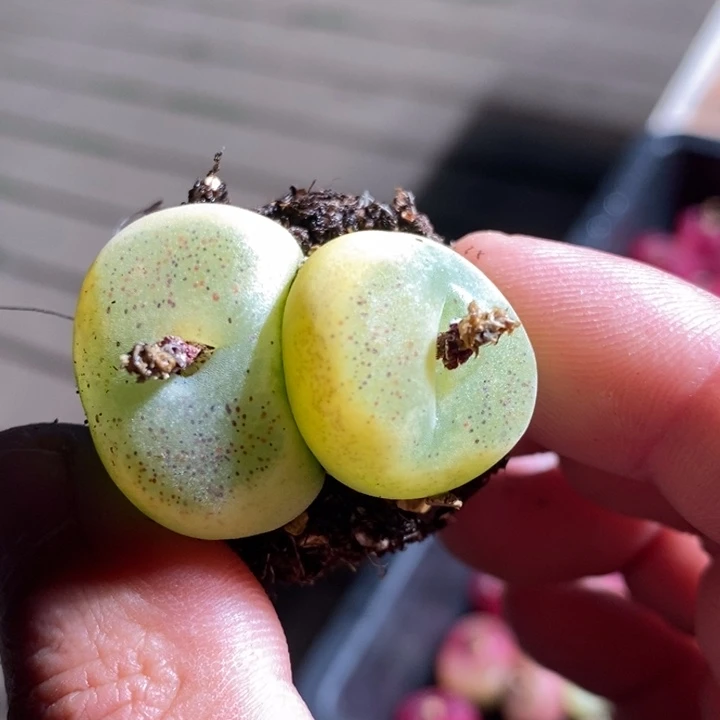 默**期19231一个一个一个