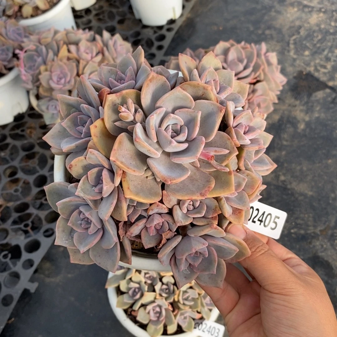 2405彩虹糖一物一拍