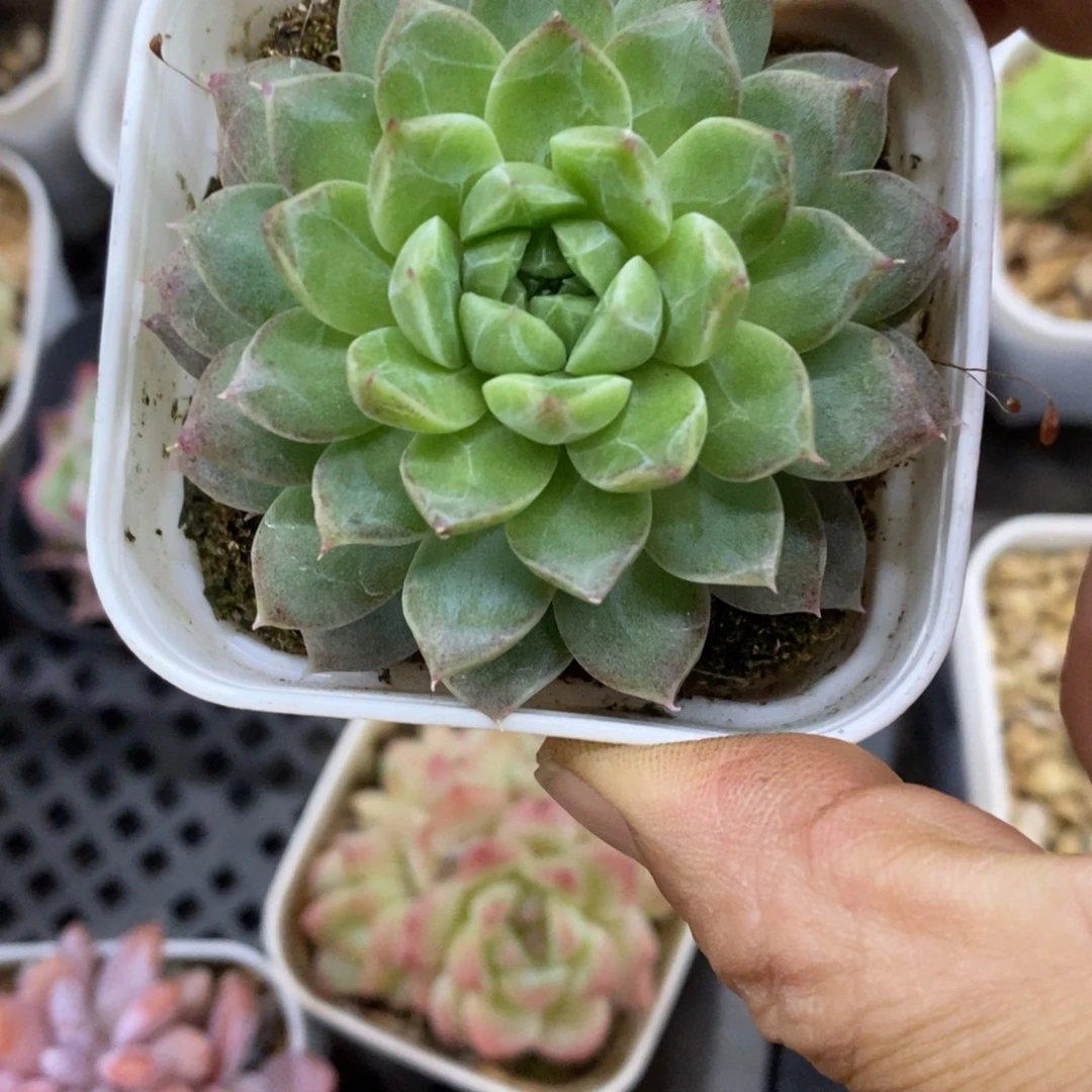 精品多肉一物一拍不包整149