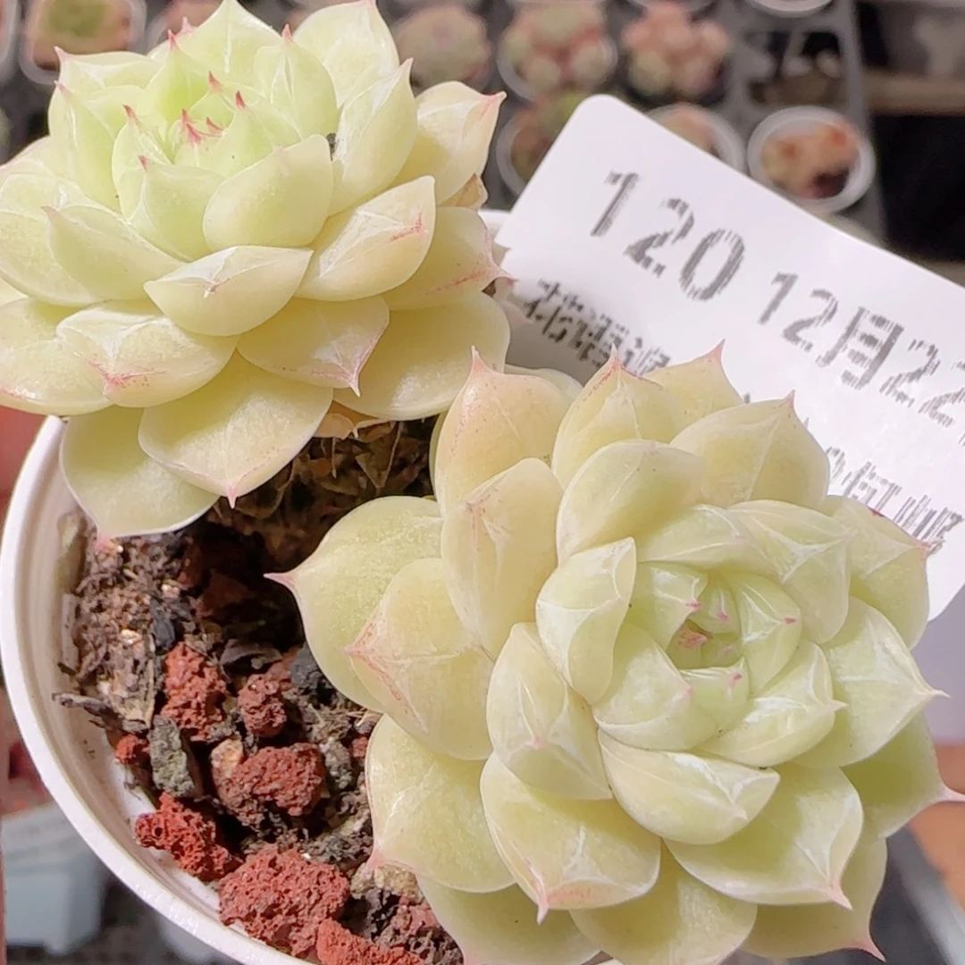 花语多肉1222-120散