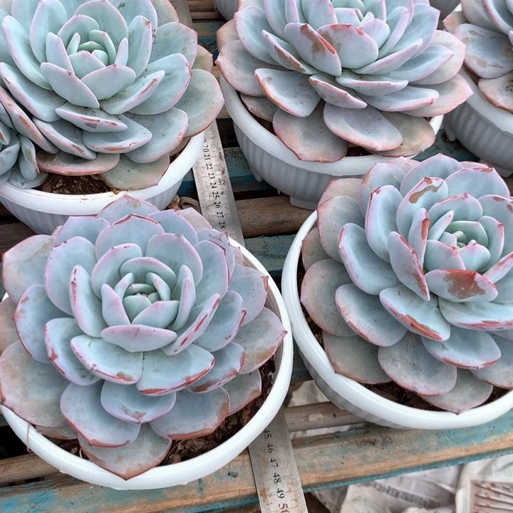 韩版超大母本19.9