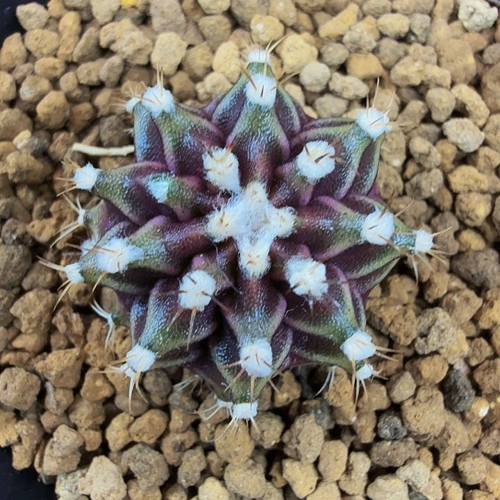 当前无花朵，栽培后可花朵