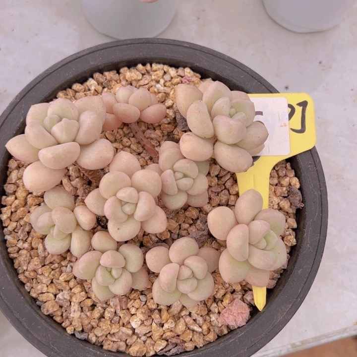 健健康康平平安安