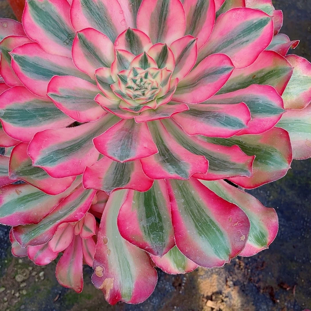 无花朵浅***然多肉植物爱丽丝976加