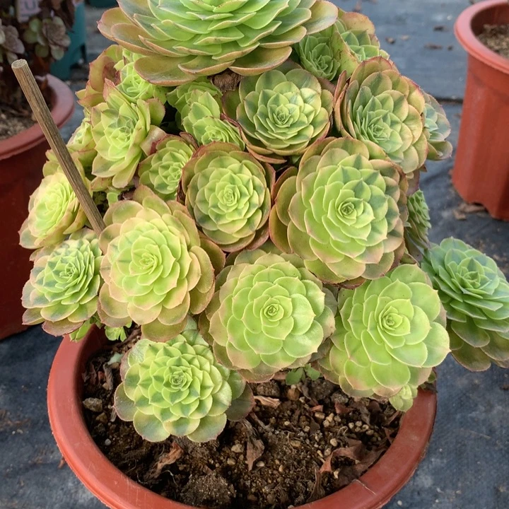 487雨荷多肉植物特价
