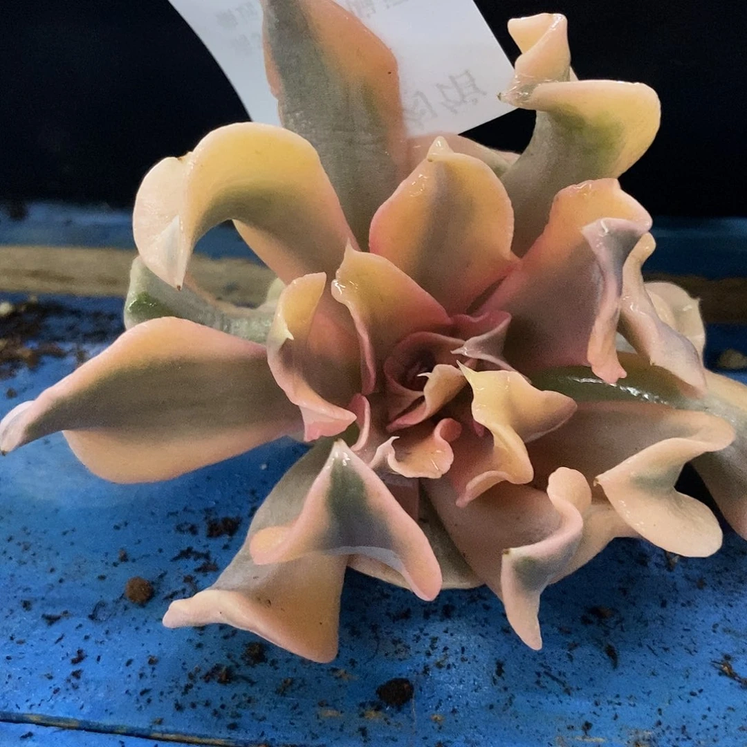 60利比里亚锦炸多肉植物哇啦塞