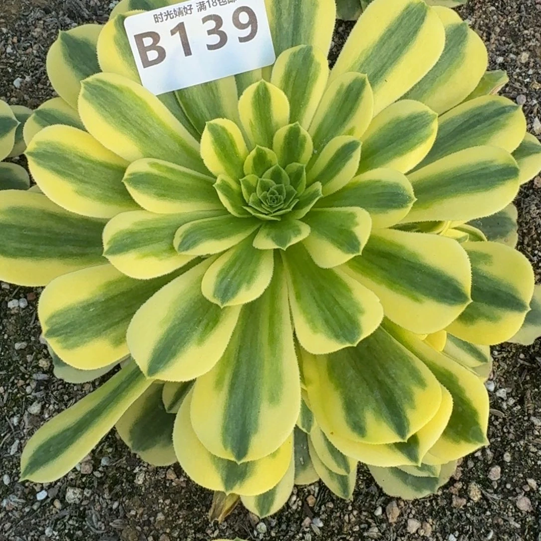 139金丝翡翠。多肉植物