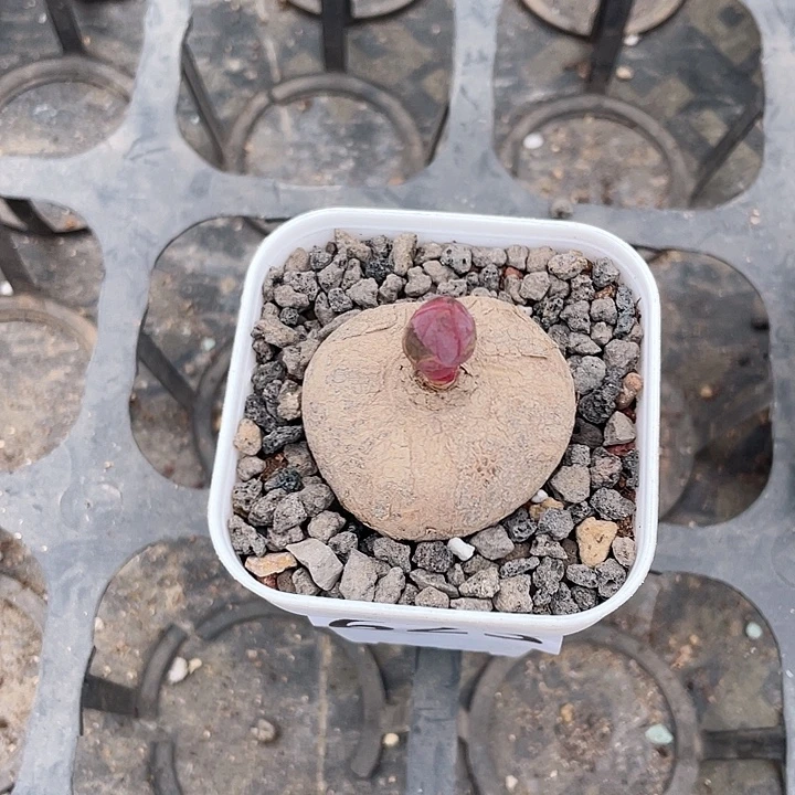 哈***Q623玫瑰大戟块根，