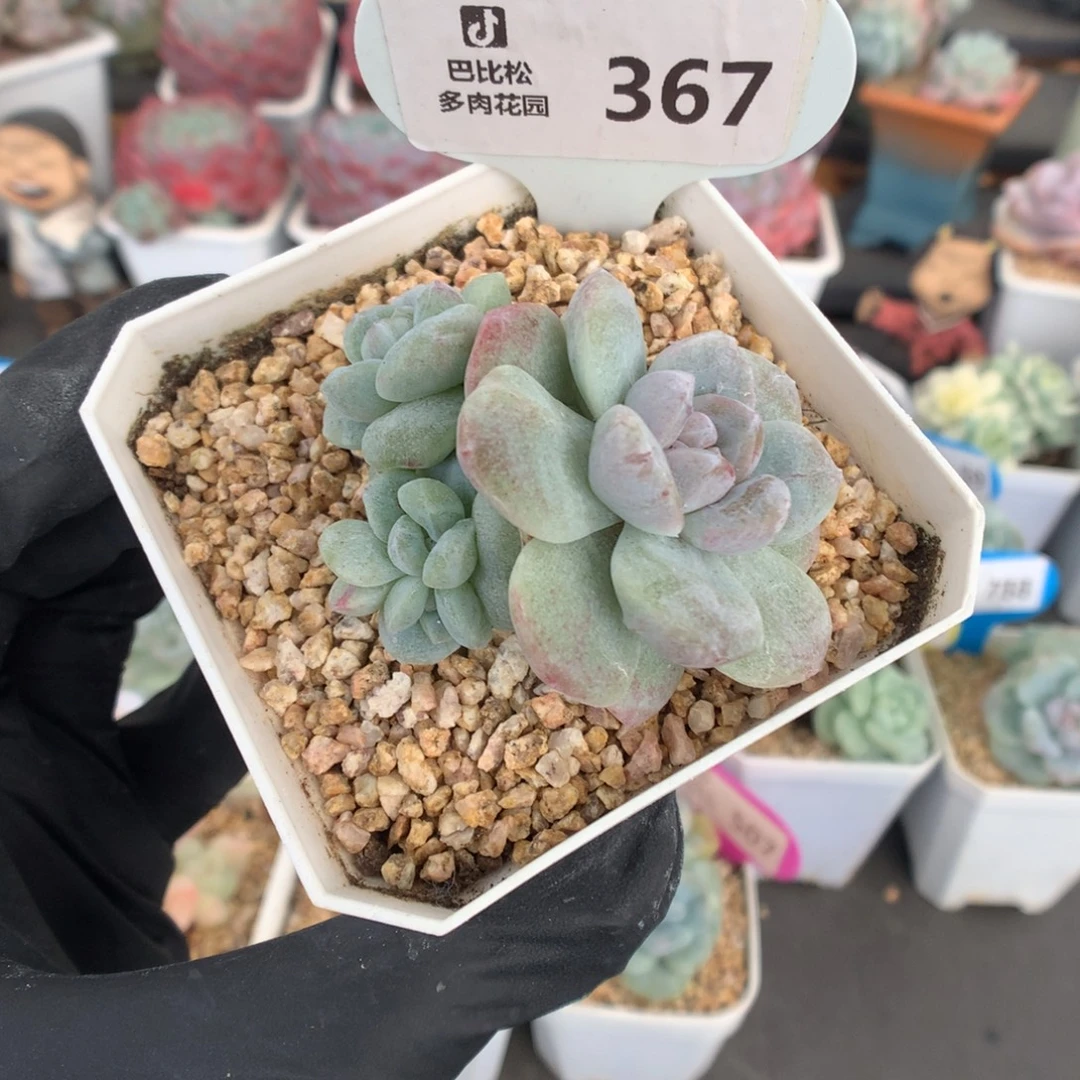 367 冰玉石化多肉
