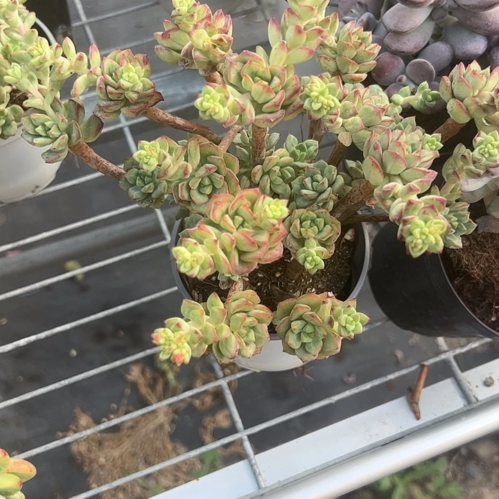 探戈多肉植物老庄
