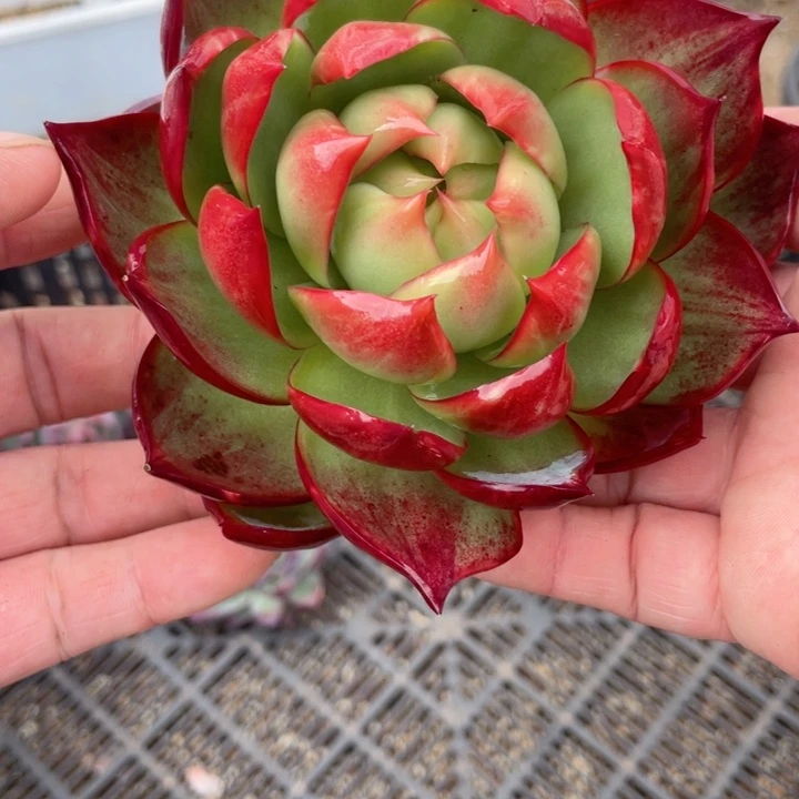 惊鸿仙子多肉植物007