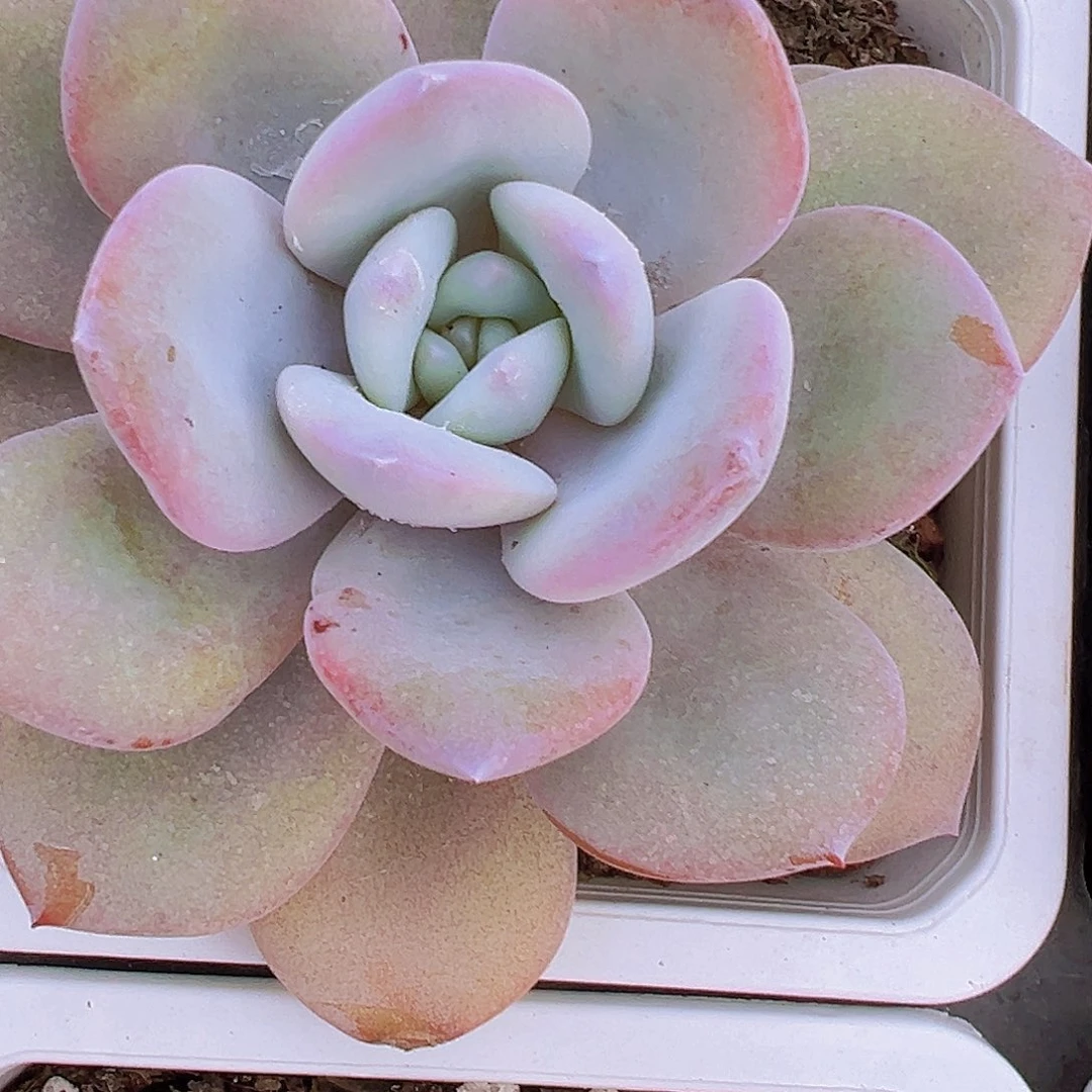 大奶茶19包邮多肉