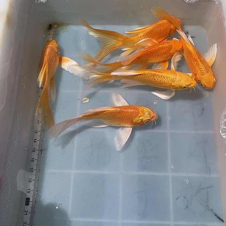 逆***盘蝴蝶鲤鱼渔场直发66