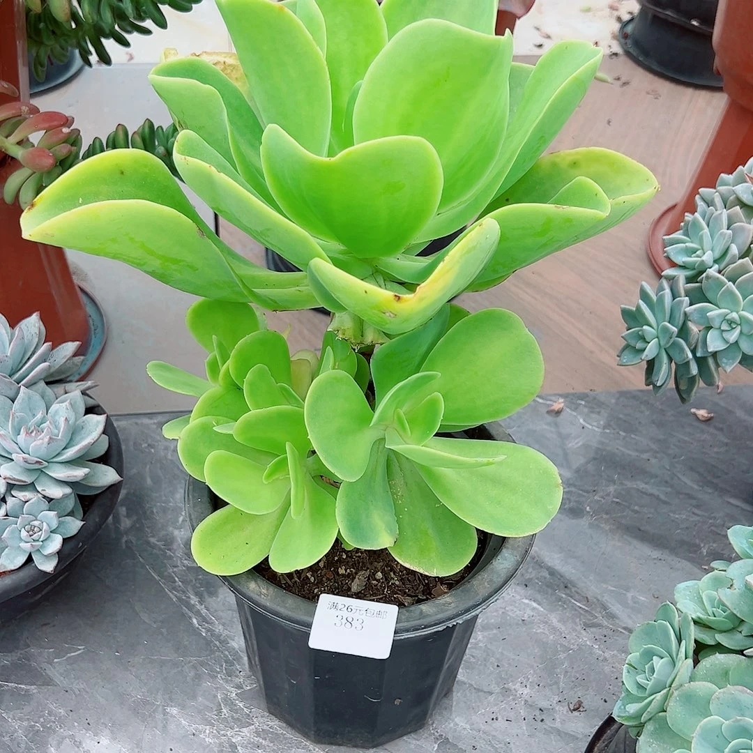 琦****383柠檬卷多肉植物