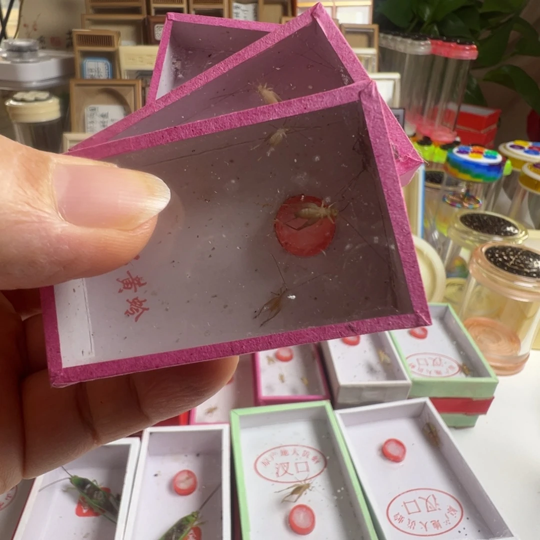 蟋蟀三盒小黄蛉好好看看
