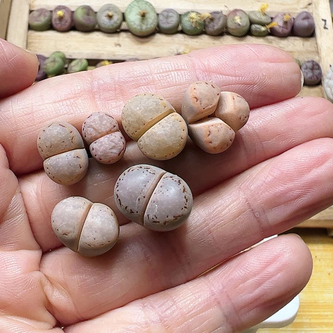 无花朵?****睡1621.6拿铁多肉植物馆