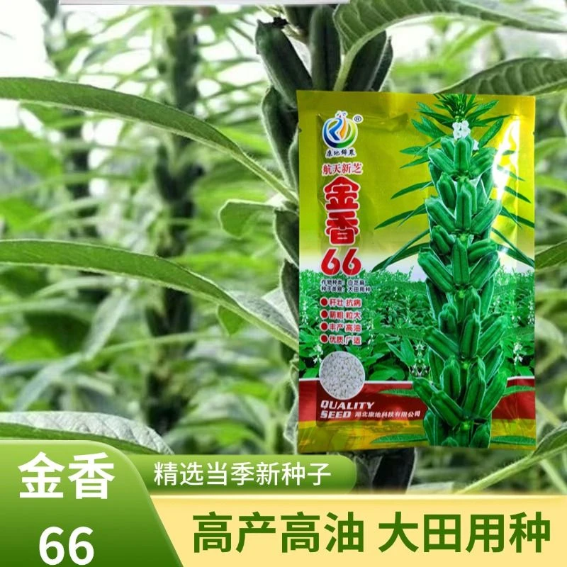 金香66白芝麻种子抗重茬高油高产芝麻种籽矮杆蒴果密大田芝麻种子