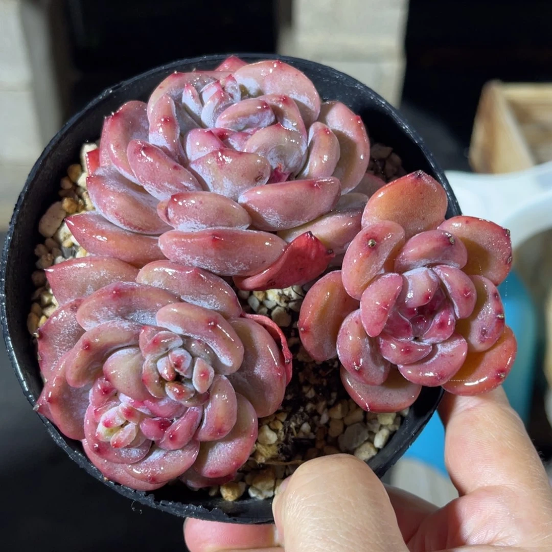 星影一物一拍不支持退换