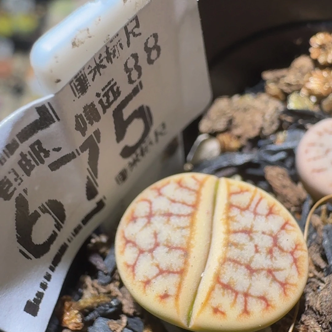 Ssss精品生石花675