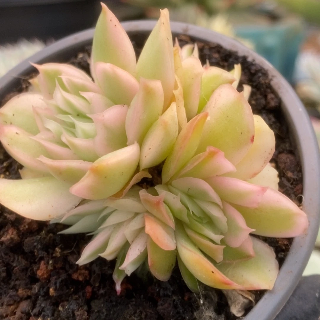 510紫蝴蝶7头锦锦锦锦