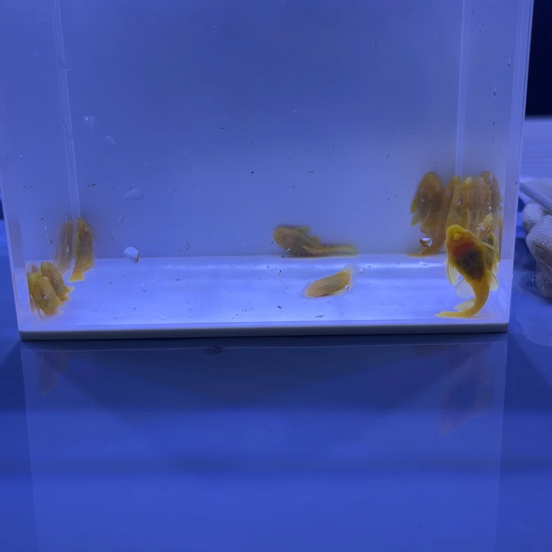 孔雀鱼胡子十条开箱视频报损