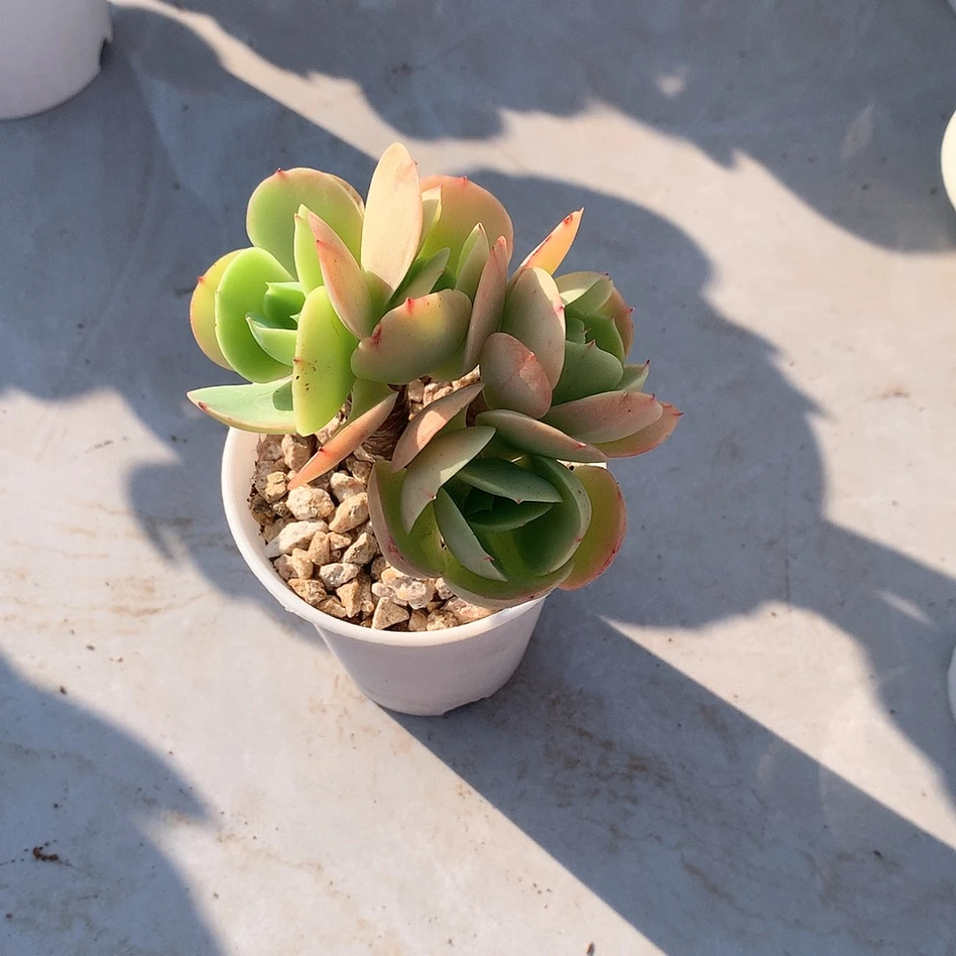 鸡蛋碧桃多肉植物