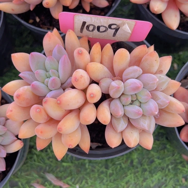 健健康康平平安安