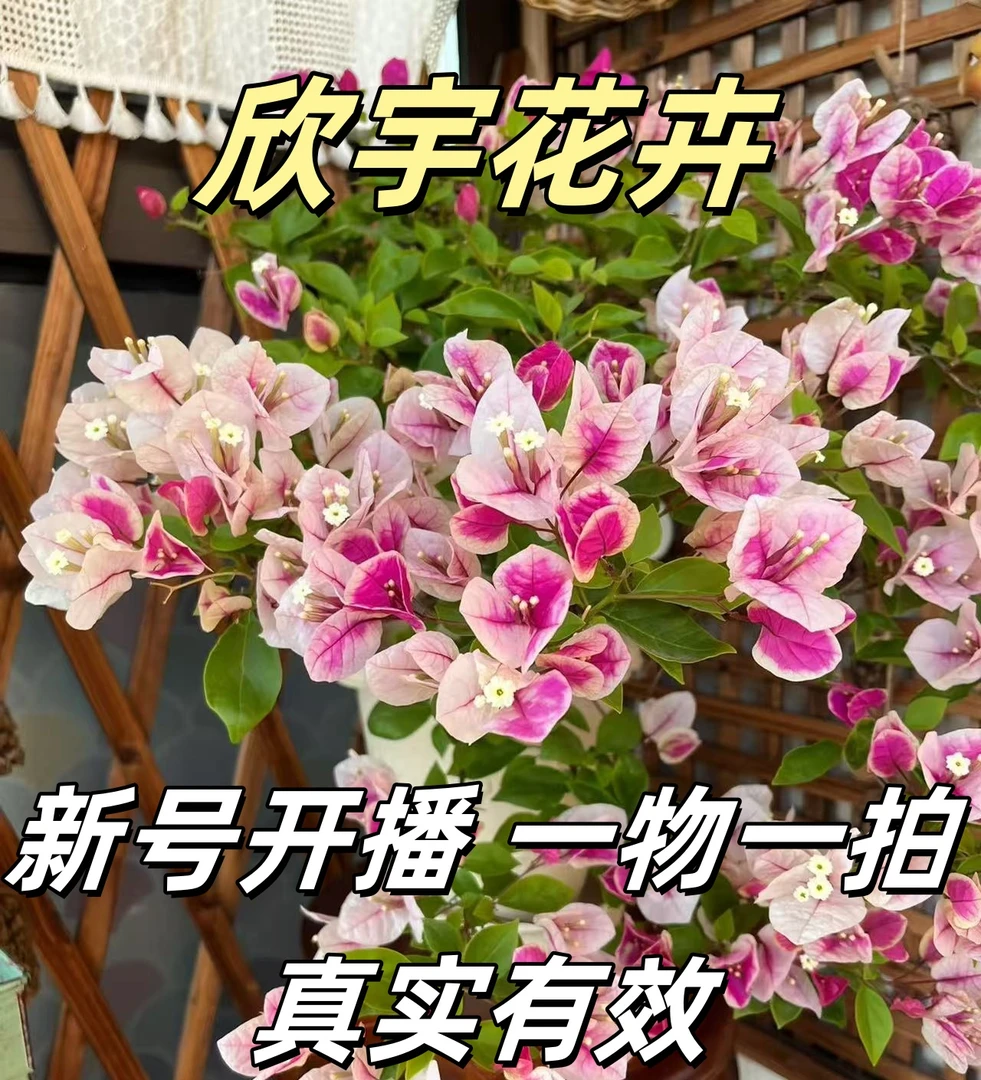 欣宇【新号福利双盆一物一拍】会掉花落叶会成光杆介意勿拍三角梅！