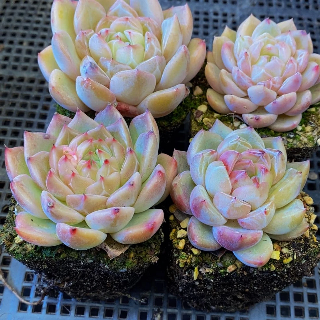 558多肉植物保护研究所所长助理研究员