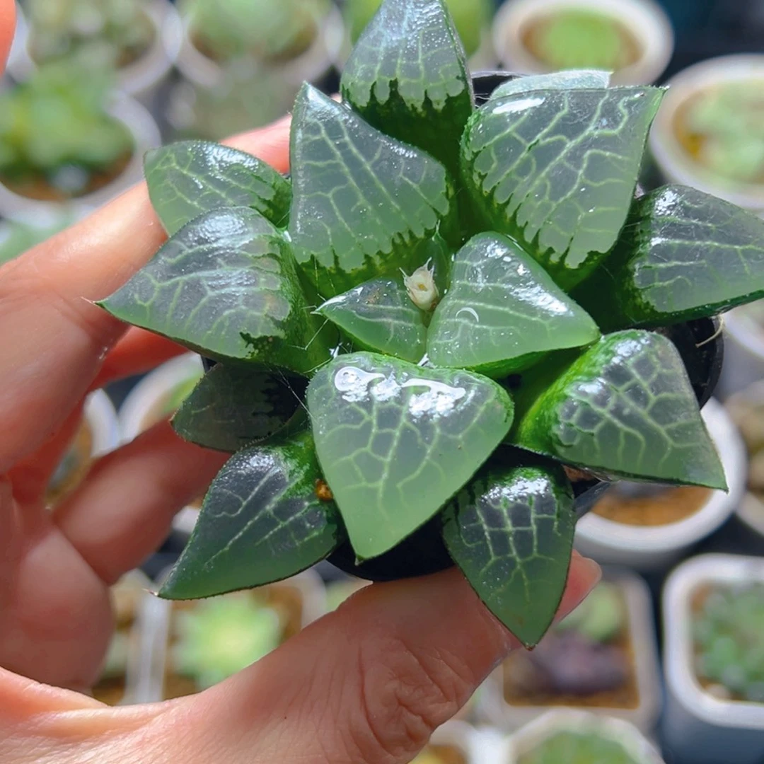 冰河寿多肉多肉一颗