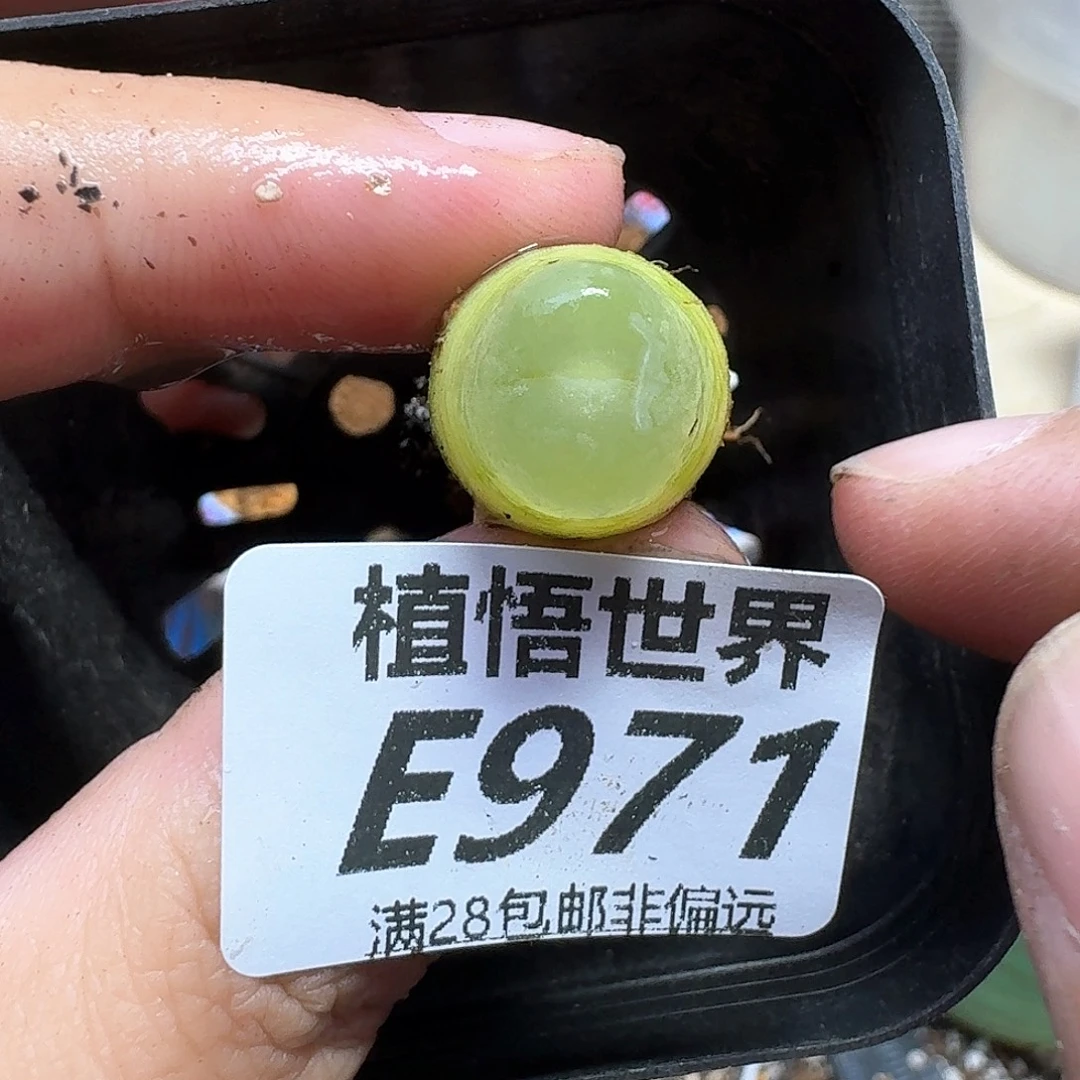 多肉植物的人生fgbn